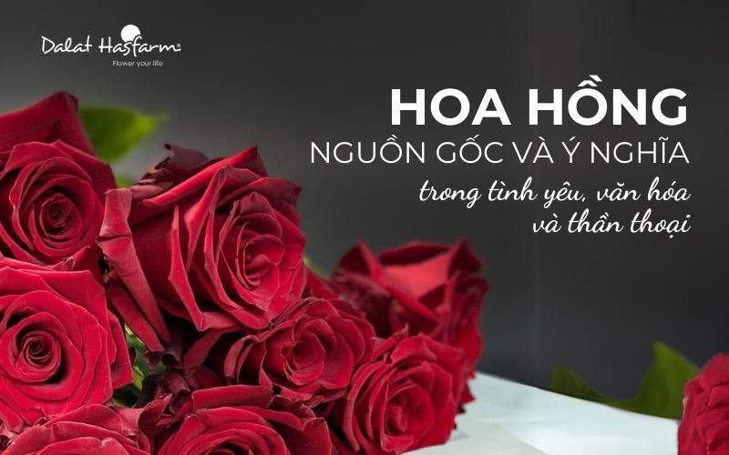 Nguồn gốc huyền thoại của bông hồng đẹp nhất gắn liền với những câu chuyện tình yêu và sắc đẹp.
